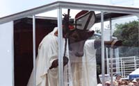 Cow Pope