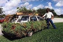 Garden Car Picture 4